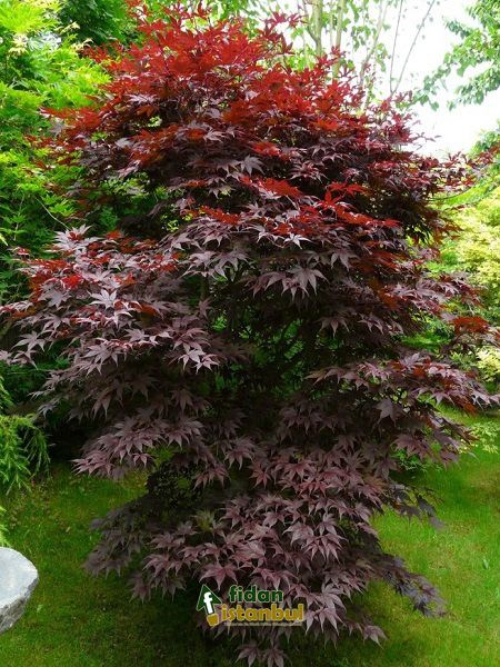 Acer palmatum atropurpureum